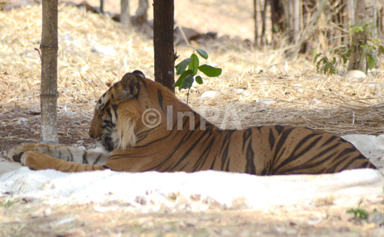 A Royal Bengal Tiger 