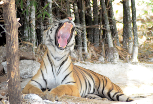 A Royal Bengal Tiger 
