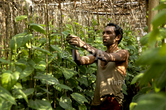 Betel cultivation