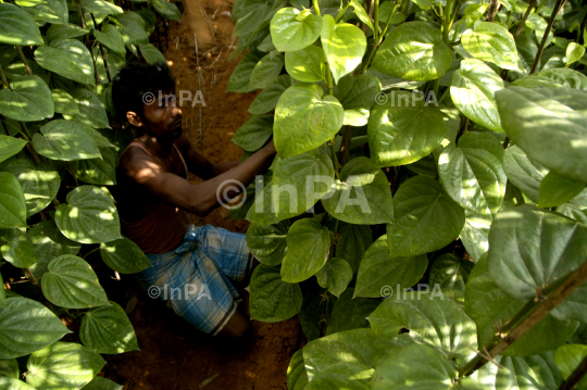 Betel cultivation