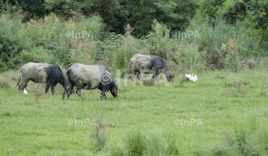 Buffalo in a grassland