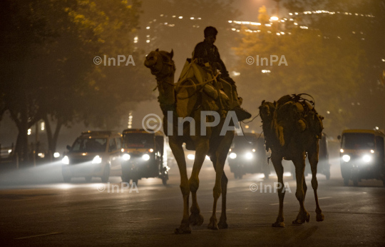 Camels in capital