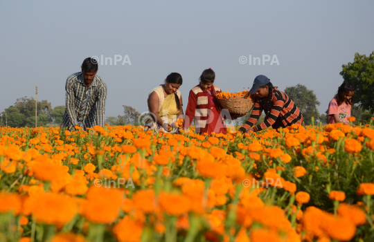 Cultivation of Marigold flower