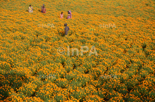 Cultivation of Marigold flower