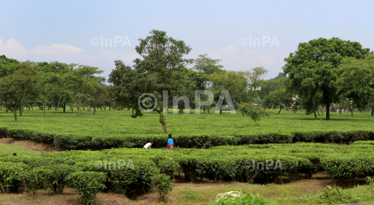 INPA0505129