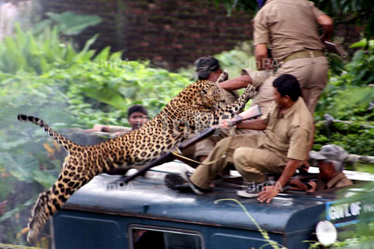 Man Vs Wild: Leopard attacks in Siliguri, India
