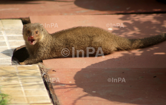 Mongoose shows his tongue and teeth - Indian Photo Agency - Buy India News  & Editorial Images from Stock Photography
