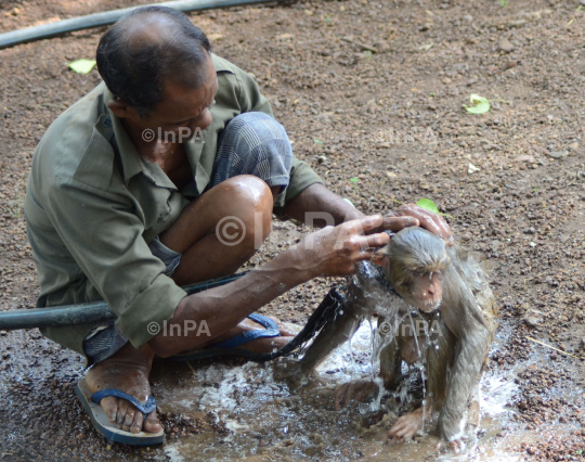 Monkey takes a bath