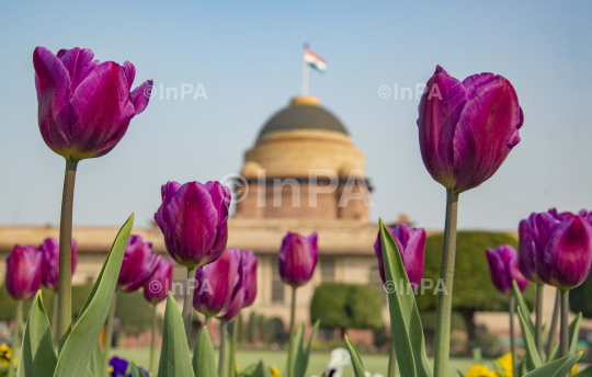 Mughal Garden, Presidential palace, Rashtrapati Bhavan