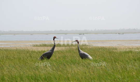 Sarus crane couple
