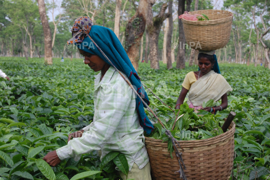 Tea Garden 