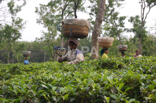 Tea Garden 