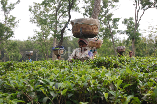 Tea Garden 